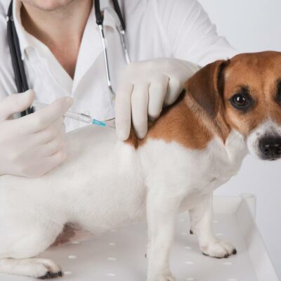How to Treat Pets with Diabetes