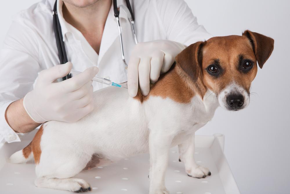 How to Treat Pets with Diabetes