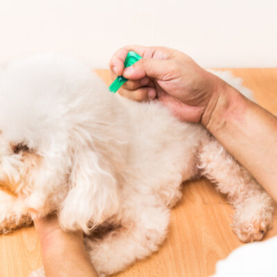 Flea and Tick Protection for Healthy Pets