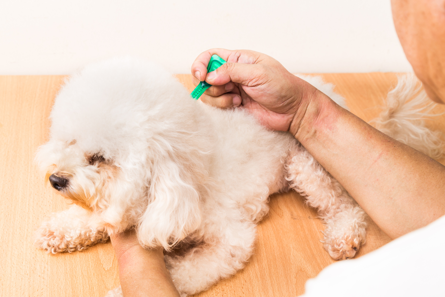 Flea and Tick Protection for Healthy Pets