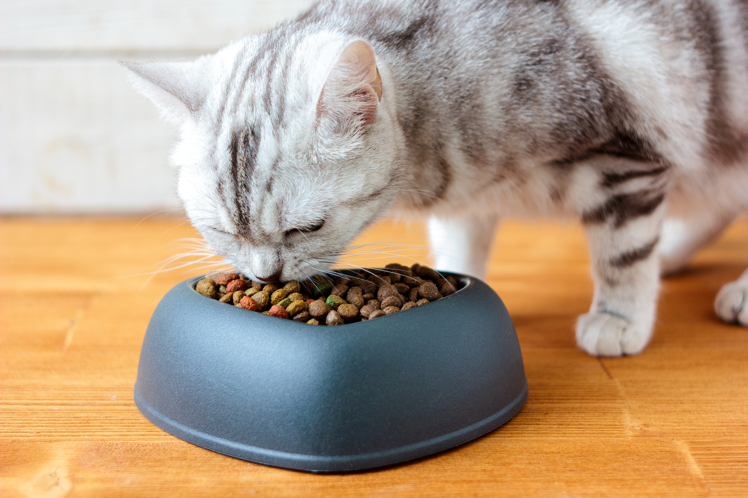 Treating and Feeding Cats with Care