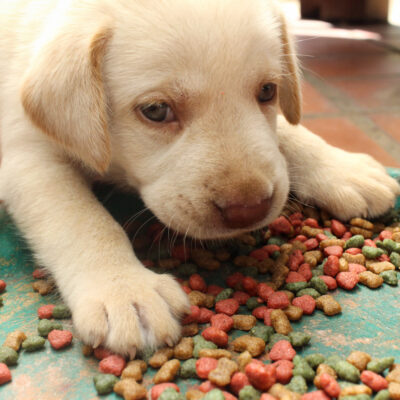 What Should I Feed My Dog?