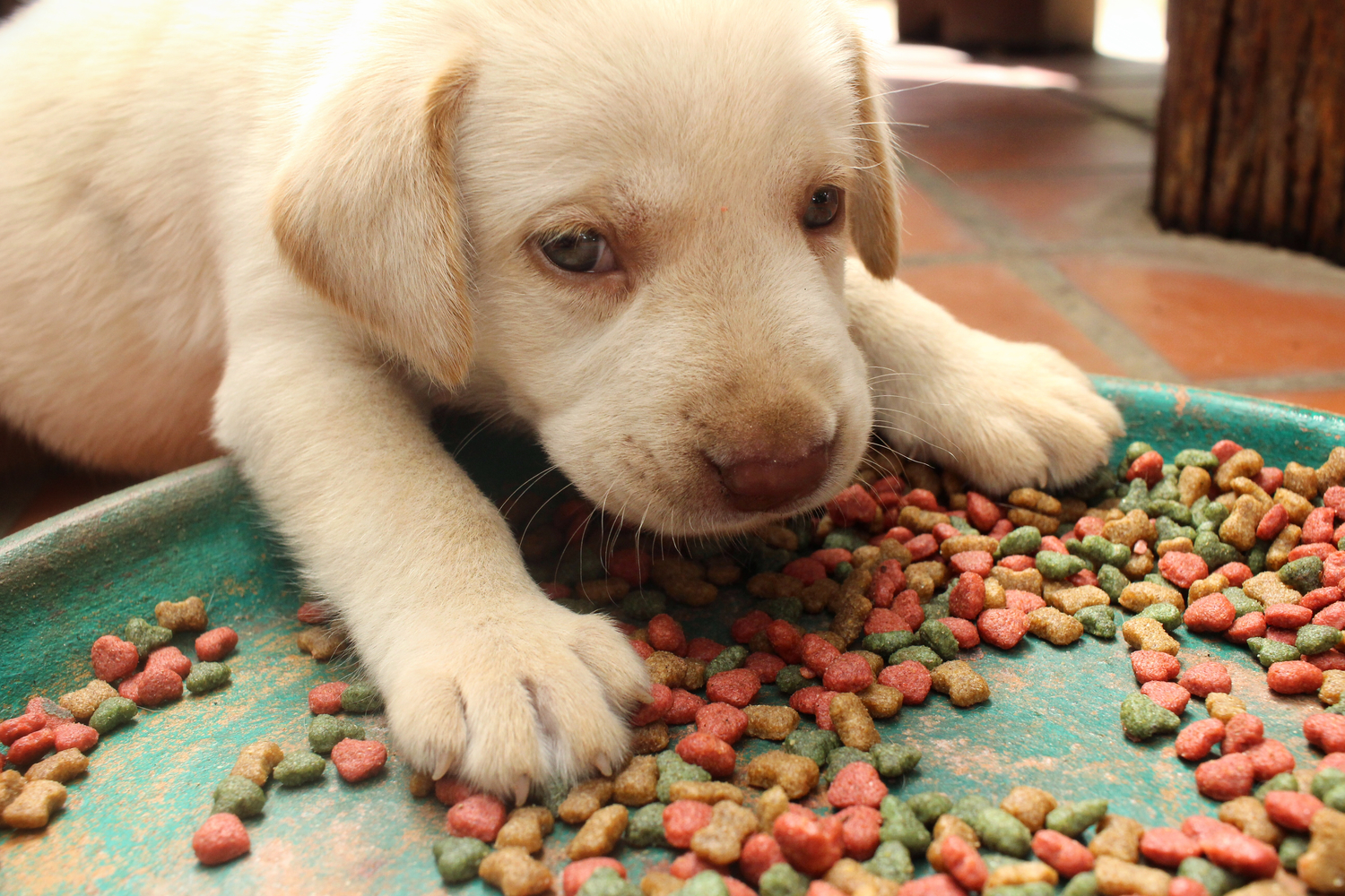 What Should I Feed My Dog?