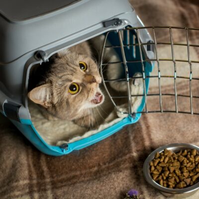 Safe and Affordable Human Foods for Cats
