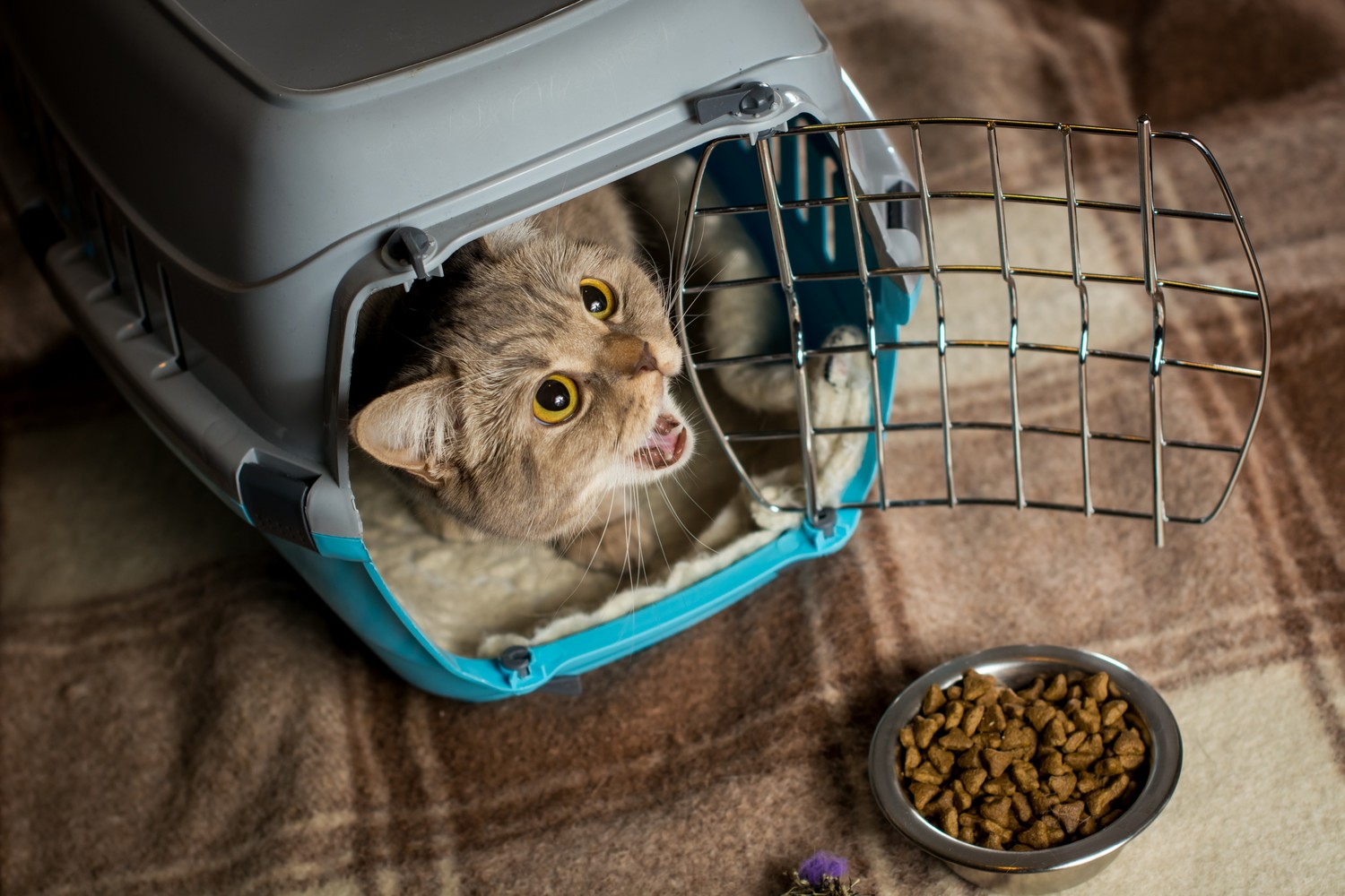Safe and Affordable Human Foods for Cats